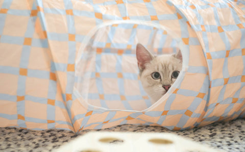 Mjau, Meow, Miau eller Mjæu