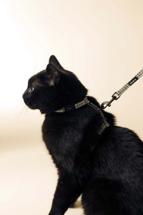 Walk Kit kattesele