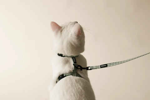 Walk Kit kattesele
