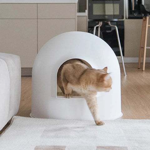 Igloo kattedo
