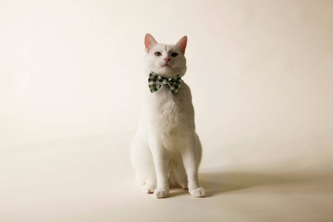 Bowtie clip on