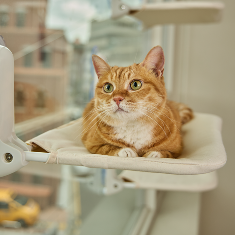 Window Cat vindusseng