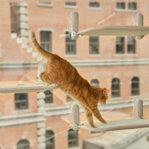 Window Cat vindusseng