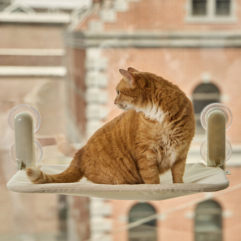 Window Cat vindusseng