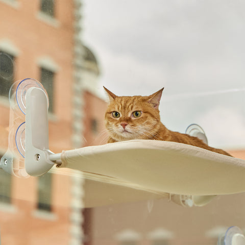 Window Cat vindusseng