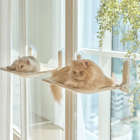 Window Cat vindusseng