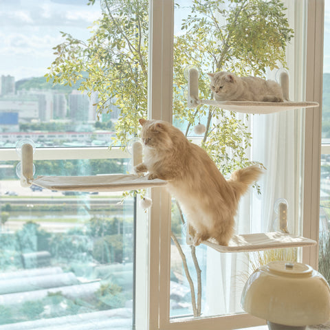 Window Cat vindusseng